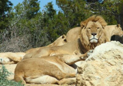 Sijan African Safari Park + Collioure