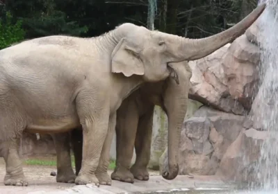 LE CORNELLE ZOO