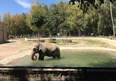 Naples Zoo.