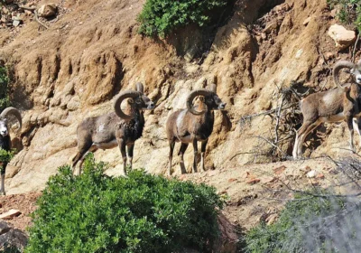 NATURE RESERVE