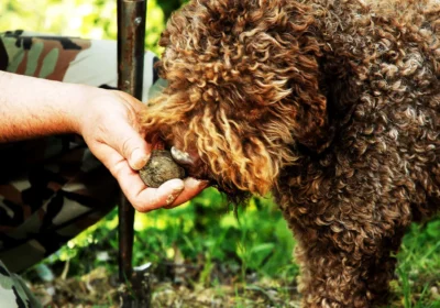 TRUFFLE HUNT
