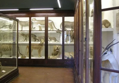 Museum of Zoology and Natural History