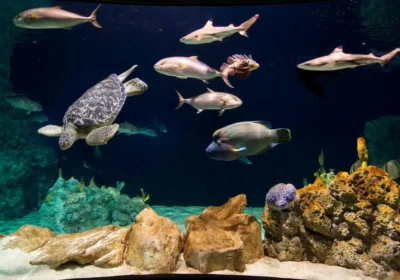 OCEANARIUM