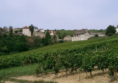 Wine Burgundy