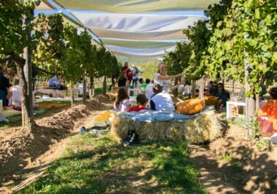 Excursion to the winery and participation in the Vendemmieux