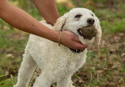TRUFFLE HUNT