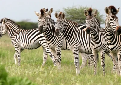 POMBIA SAFARI PARK