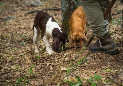 TRUFFLE HUNT